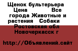Щенок бультерьера › Цена ­ 35 000 - Все города Животные и растения » Собаки   . Ростовская обл.,Новочеркасск г.